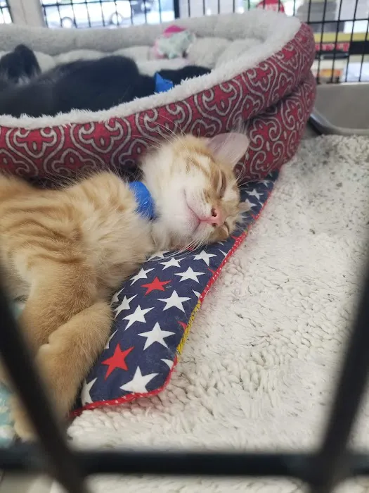 Pet Supermarket Picture 2