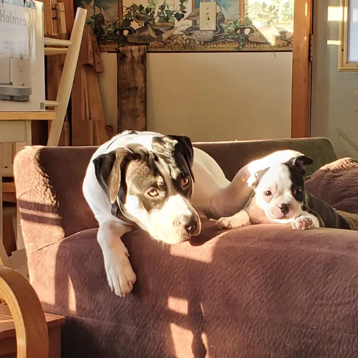 Happy Valley Animal Hospital Picture 6