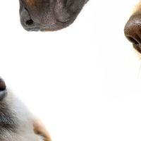 Marcy Veterinary Clinic ico