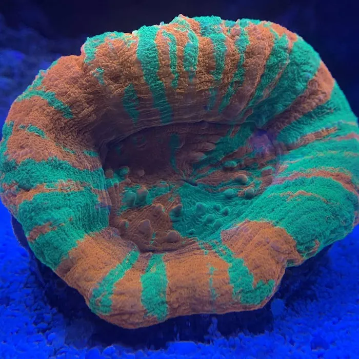 Little Slice of Ocean LLC Picture 9
