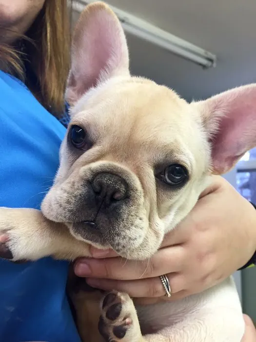 Star Meadow Animal Clinic Picture 1