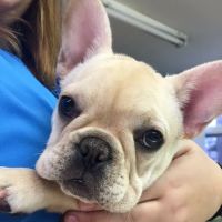 Star Meadow Animal Clinic ico