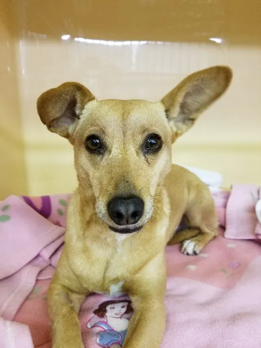Star Meadow Animal Clinic Picture 2