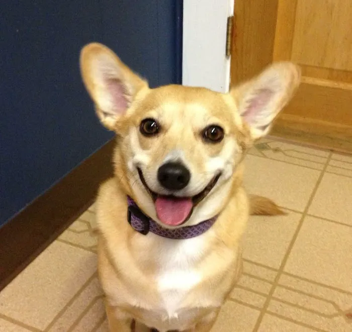 Star Meadow Animal Clinic Picture 5