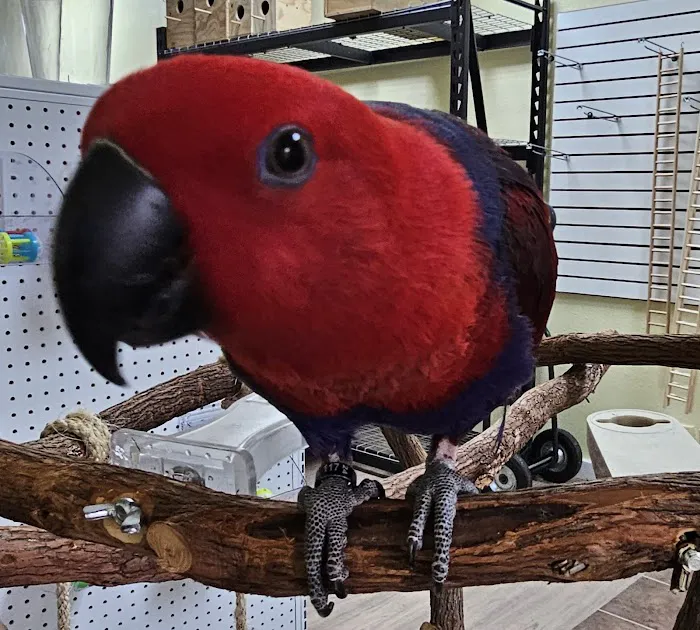 Phoenix Playhouse Boarding and Bird Store Picture 4