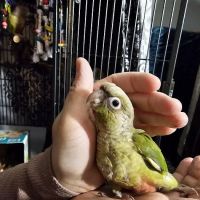Phoenix Playhouse Boarding and Bird Store ico