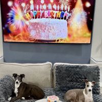 Happy Pets Bakery ico