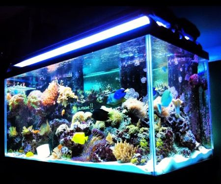 SeaClear Aquarium Management