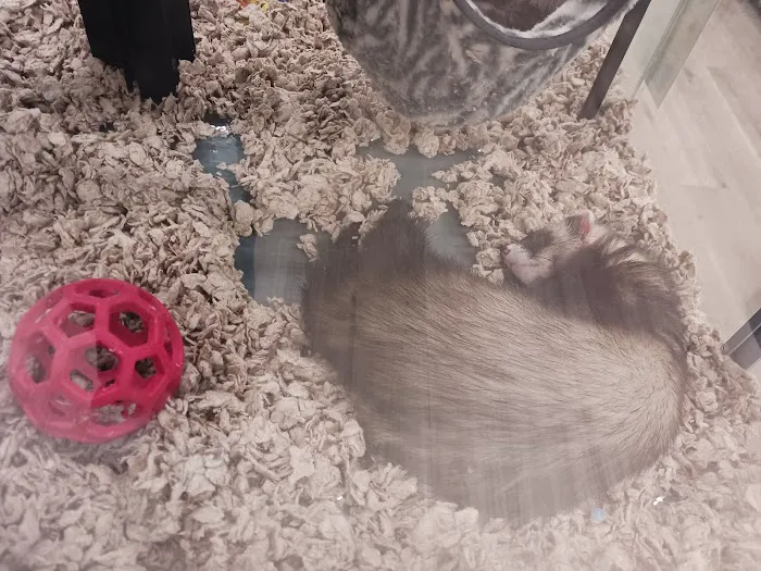 Pet Supermarket Picture 4