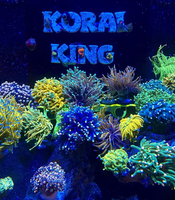 Koral King Picture 2