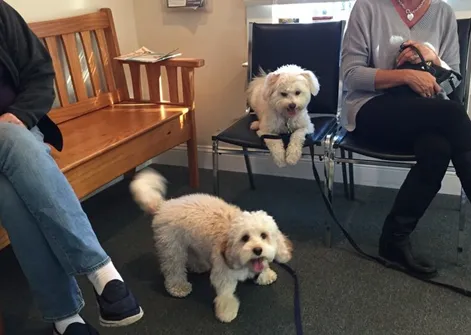 Connecticut Veterinary Center Picture 8