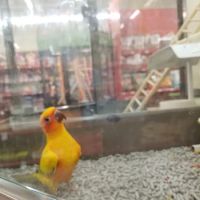 Petco ico