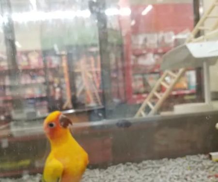 Petco