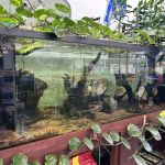 Aquatropics