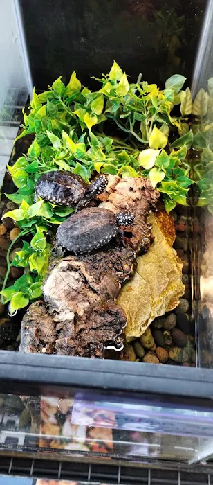 Aqua tropics Reptile Picture 5
