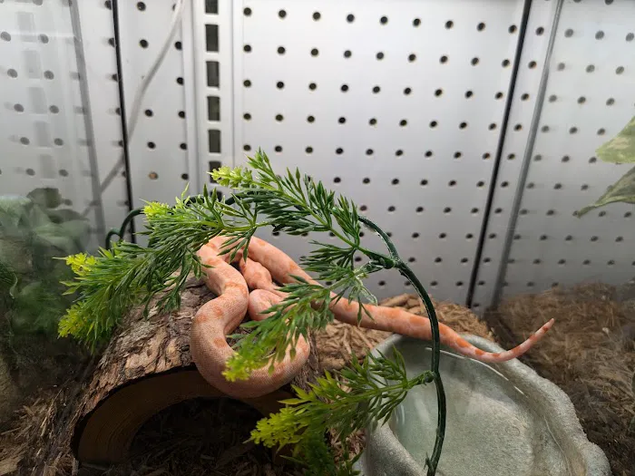 Aqua tropics Reptile Picture 7