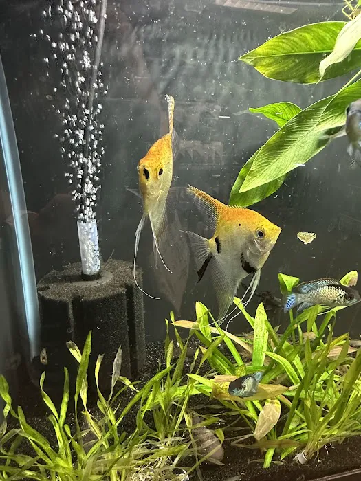 Heeeere Fishy Fishy Picture 2