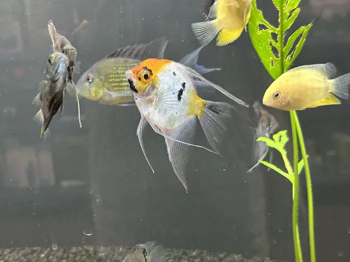 Heeeere Fishy Fishy Picture 6