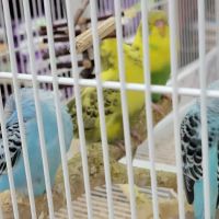 Pet Supermarket ico