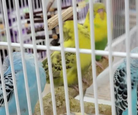 Pet Supermarket
