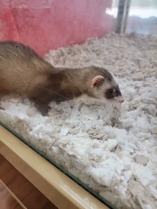 Pet Supermarket Picture 2