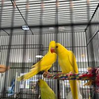 Cheech Exotic Pets ico