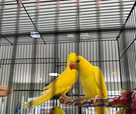 Cheech Exotic Pets