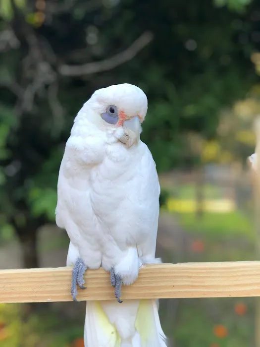 Cheech Exotic Pets Picture 10