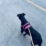 Dogline Inc