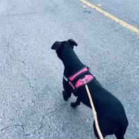 Dogline Inc ico