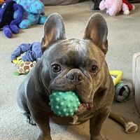 Meriden Animal Hospital ico