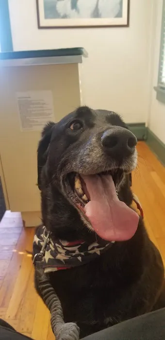 Silver Lake Animal Urgent Care Hospital Picture 1