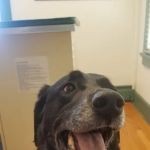 Silver Lake Animal Urgent Care Hospital