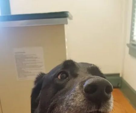 Silver Lake Animal Urgent Care Hospital