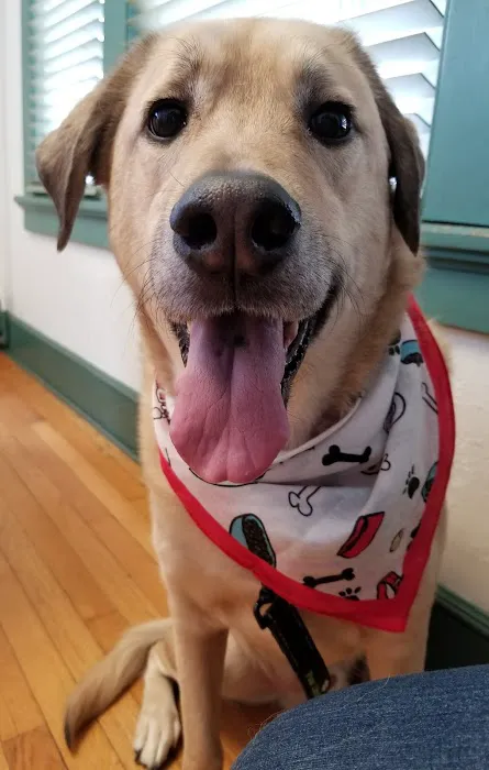 Silver Lake Animal Urgent Care Hospital Picture 2