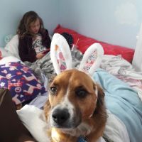 East Side Veterinary Clinic ico