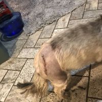 Small Animal Surgical Service of CT ico