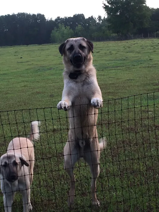 Green Mountain Anatolian Shepherds Picture 2