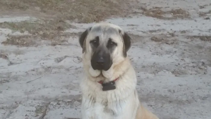 Green Mountain Anatolian Shepherds Picture 1