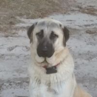 Green Mountain Anatolian Shepherds ico