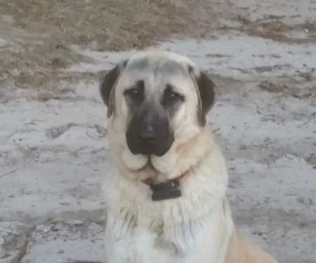 Green Mountain Anatolian Shepherds