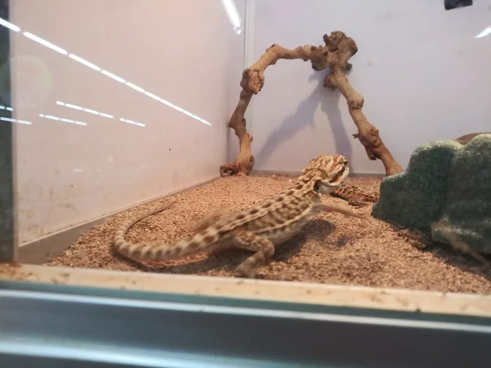 Pet Supermarket Picture 8