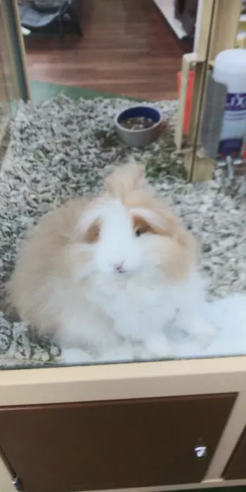 Pet Supermarket Picture 7