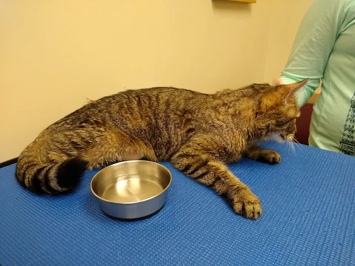 VCA Veterinary Specialists of CT Picture 2