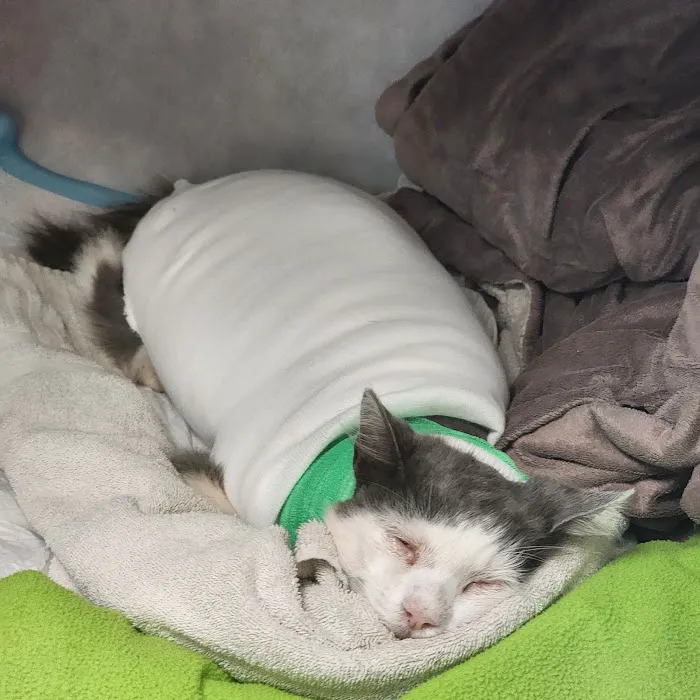 VCA Veterinary Specialists of CT Picture 1