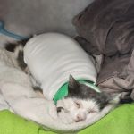 VCA Veterinary Specialists of CT