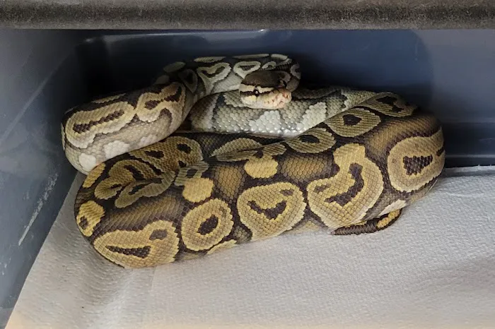 No Ways REPTIQUARIUM Picture 7