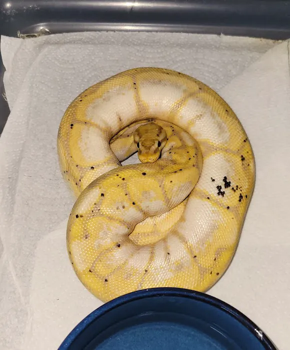 No Ways REPTIQUARIUM Picture 8