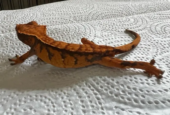 No Ways REPTIQUARIUM Picture 2