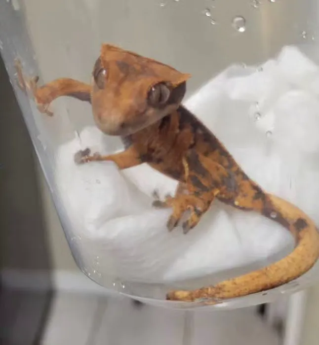 No Ways REPTIQUARIUM Picture 6